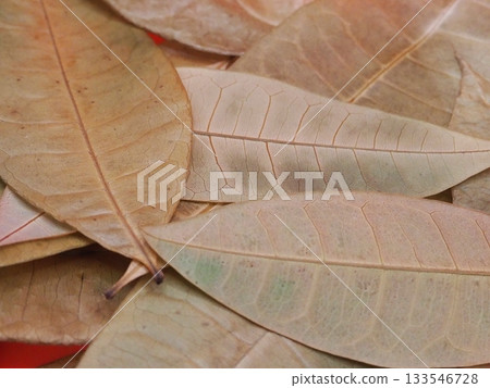 落葉特寫 133546728