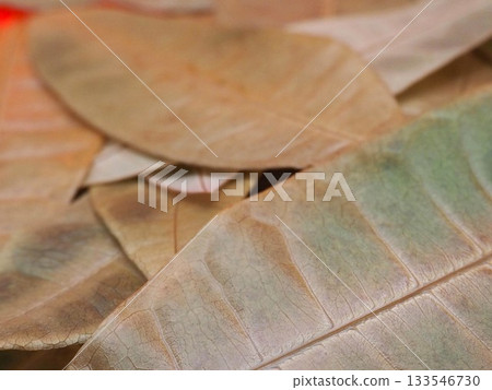 一張從特定角度拍攝的枯葉和落葉與綠色植物混雜在一起的特寫照片。 133546730