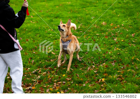 Playful dog with asian female young adult in autumn park 133546802
