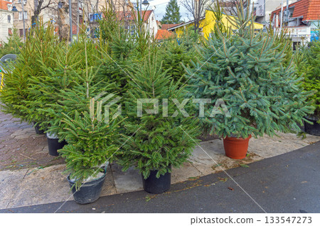 Potted Christmas Tree Street Potted Christmas Tree Street 133547273