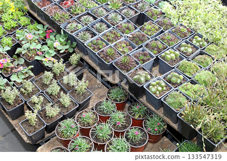 Seedlings Nursery Garden Centre Seedlings Nursery Garden Centre 133547319