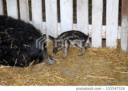 Blackk Pig Mangalitsa Piglet 133547326