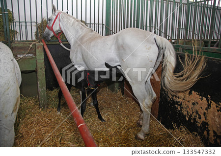 Dam Horse Foal Stable Dam Horse Foal Stable 133547332