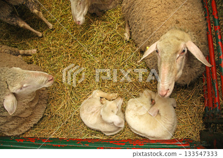 Ewe Sheep and Lambs Ewe Sheep and Lambs 133547333
