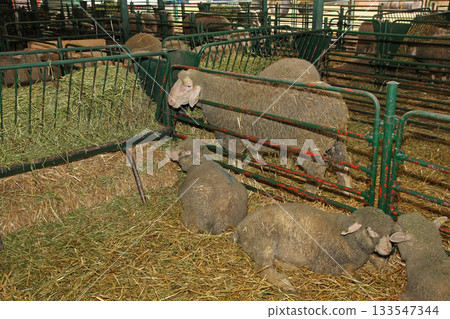 Sheep Farm Holding Pen 133547344