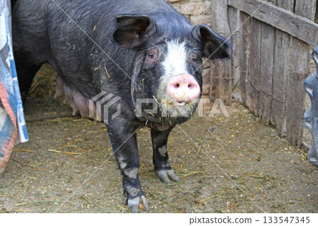 Black Sow Pig 133547345