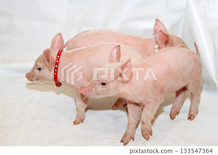 Three Little Pigs 133547364