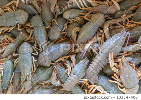 Freshwater Lobsters Crayfish 133547406