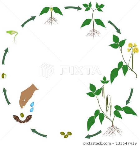 Life cycle of mung bean plant on a white background. 133547419