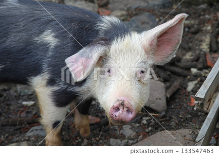 Big Pig Farm 133547463