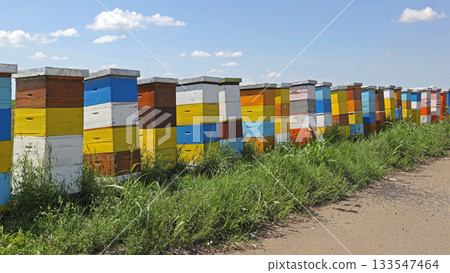 Colorful Beehive in Row Colorful Beehive in Row 133547464