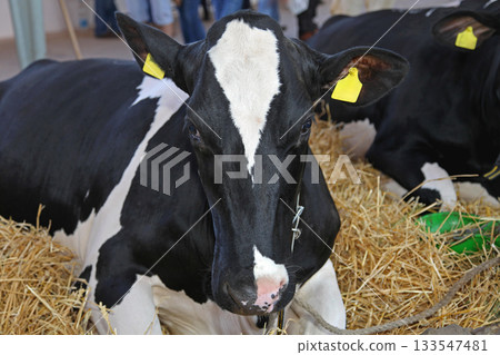 Black and White Cow Black and White Cow 133547481