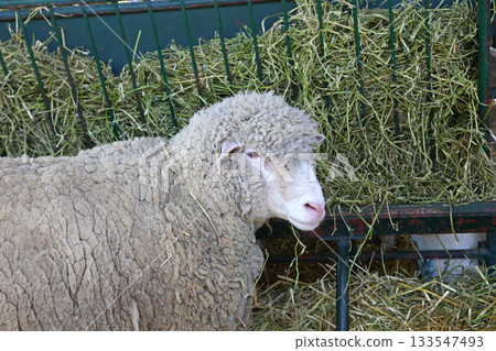 One Sheep Farm One Sheep Farm 133547493