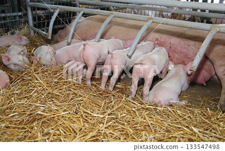 Suckling Piglets Farm Suckling Piglets Farm 133547498