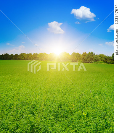 Rural Scenery: Vertical View of a Lush Green Pasture at Sunrise/Sunset 133547674