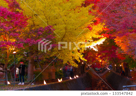 【河口湖楓葉走廊的秋葉】 【河口湖楓葉走廊的秋葉】 133547842