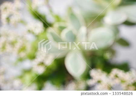 Abstract soft focus background with blurred succulent plant and tiny white blooms 133548026