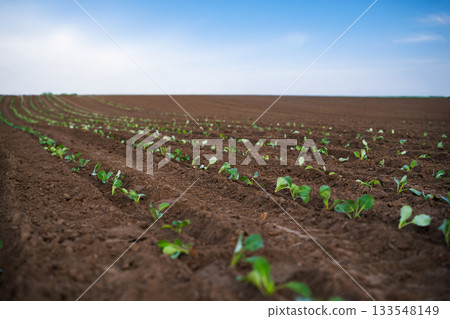 Vast farmland with evenly planted rows of young cabbage under clear sky 133548149