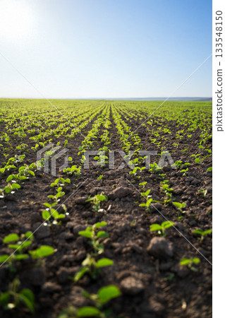Green soybean field in perspective with rows of young plants and blue sky Green soybean field in perspective with rows of young plants and blue sky 133548150