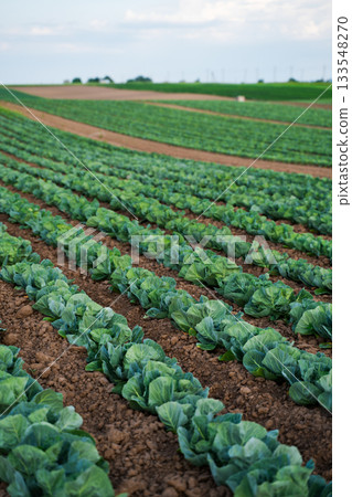 Cabbage field with young green plants growing in rows on brown soil in countryside 133548270