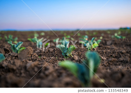 Close macro shot of young cabbage seedling growing from fertile soil in field at sunrise Close macro shot of young cabbage seedling growing from fertile soil in field at sunrise 133548349
