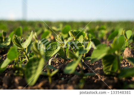 Green soybean plants growing in field on sunny day Green soybean plants growing in field on sunny day 133548381