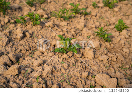 Early stage of potato growth in agricultural field with cracked soil, concept of farming Early stage of potato growth in agricultural field with cracked soil, concept of farming 133548390