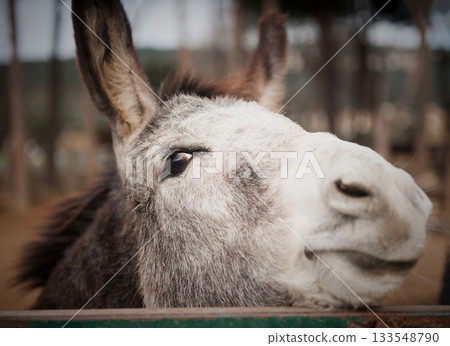 Donkey close up Donkey close up 133548790