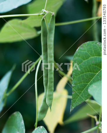 Bean on the branch in the vegetable garden 133548793