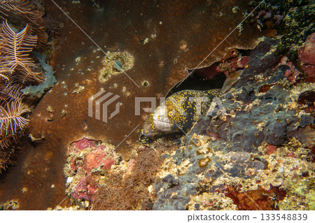 Two snowflake moray eels, Echidna nebulosa, peering out from a coral reef crevice by Verde Island 133548839