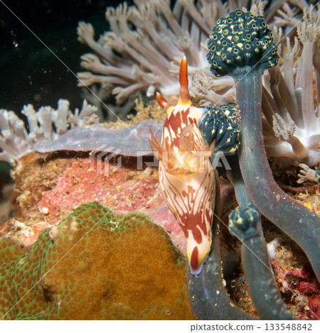 A nudibranch, Nembrotha lineolata, at a beautiful coral reef in Puerto Galera, Philippines 133548842