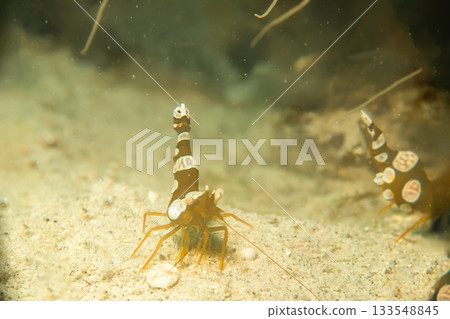 A macro photo of a Sexy shrimp, Holthuis cleaner shrimp or Ancylomenes holthuisi. A macro photo of a Sexy shrimp, Holthuis cleaner shrimp or Ancylomenes holthuisi. 133548845