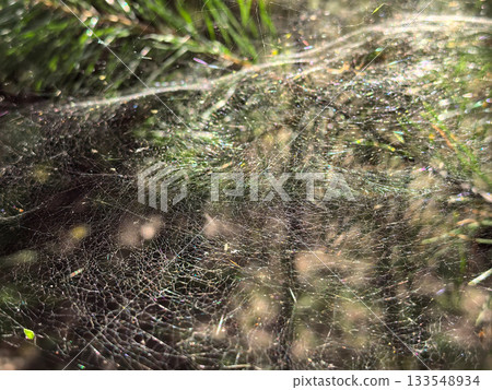 Delicate spiderweb glistening in morning light on grass blades Delicate spiderweb glistening in morning light on grass blades 133548934