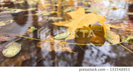 Autumn leaves float on a tranquil pond reflecting nature's beauty 133548953