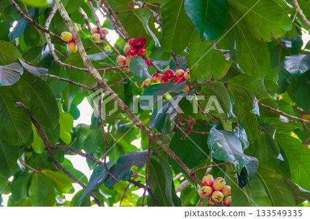 Wax apple (Syzygium samarangense), also known as Java apple, Semarang rose-apple, and wax jambu in spice farm on Zanzibar, Tanzania Wax apple (Syzygium samarangense), also known as Java apple, Semarang rose-apple, and wax jambu in spice farm on Zanzibar, Tanzania 133549335
