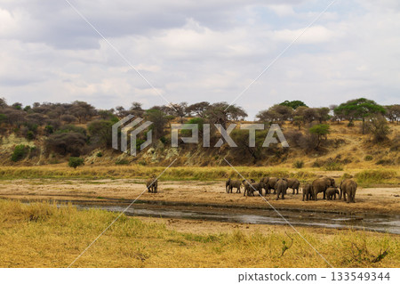 Herd of african elephants in Tarangire National Park, Tanzania Herd of african elephants in Tarangire National Park, Tanzania 133549344