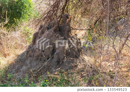Termite mound in Lake Manyara National Park in Tanzania Termite mound in Lake Manyara National Park in Tanzania 133549523