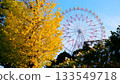 Ginkgo trees, camellias and a Ferris wheel 133549718