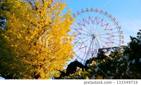 Ginkgo trees, camellias and a Ferris wheel 133549718