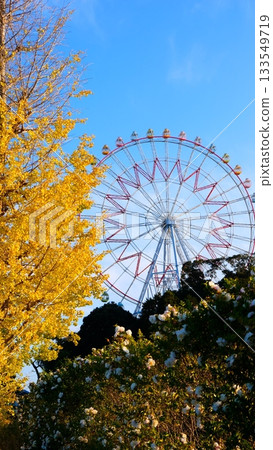 Ginkgo trees, camellias and a Ferris wheel 133549719
