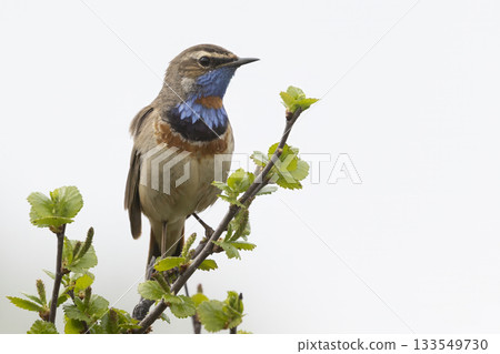 Bluethroat perches gracefully in Fokstumyra Nature Reserve, showcasing its vibrant colors in the Dovrefjell mountains of Norway Bluethroat perches gracefully in Fokstumyra Nature Reserve, showcasing its vibrant colors in the Dovrefjell mountains of Norway 133549730