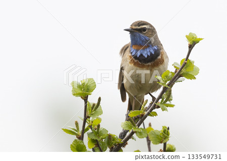 Bluethroat perches gracefully in Fokstumyra Nature Reserve, showcasing its vibrant colors in the Dovrefjell mountains of Norway Bluethroat perches gracefully in Fokstumyra Nature Reserve, showcasing its vibrant colors in the Dovrefjell mountains of Norway 133549731