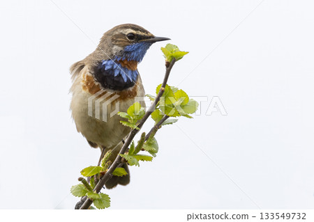 Bluethroat perches gracefully in Fokstumyra Nature Reserve, showcasing its vibrant colors in the Dovrefjell mountains of Norway Bluethroat perches gracefully in Fokstumyra Nature Reserve, showcasing its vibrant colors in the Dovrefjell mountains of Norway 133549732