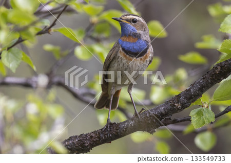 Bluethroat perched on a branch in lush greenery of Fokstumyra Nature Reserve, Dovre Municipality, Norway during spring morning 133549733