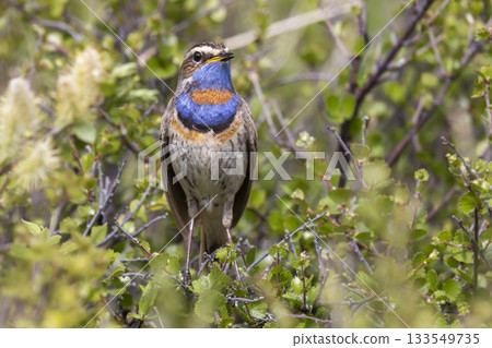 Bluethroat bird in the lush greenery of Fokstumyra Nature Reserve, Dovrefjell mountains, Norway during spring Bluethroat bird in the lush greenery of Fokstumyra Nature Reserve, Dovrefjell mountains, Norway during spring 133549735