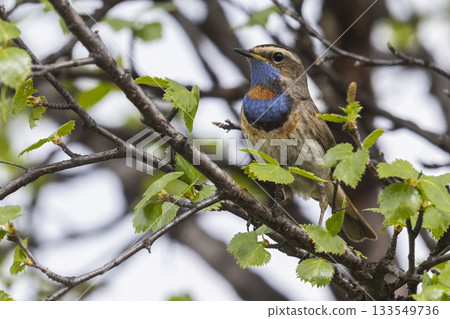 Bluethroat perched on a branch in lush greenery of Fokstumyra Nature Reserve, Dovre Municipality, Norway during spring morning Bluethroat perched on a branch in lush greenery of Fokstumyra Nature Reserve, Dovre Municipality, Norway during spring morning 133549736