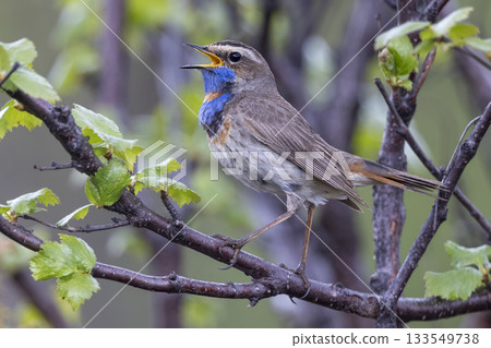 Bluethroat perched on a branch in lush greenery of Fokstumyra Nature Reserve, Dovre Municipality, Norway during spring morning Bluethroat perched on a branch in lush greenery of Fokstumyra Nature Reserve, Dovre Municipality, Norway during spring morning 133549738