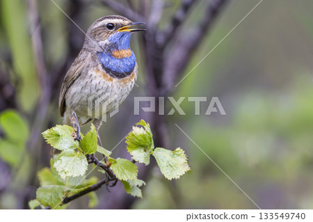 Bluethroat perched on a branch in lush greenery of Fokstumyra Nature Reserve, Dovre Municipality, Norway during spring morning 133549740