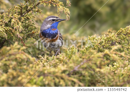 Bluethroat bird spotted in the dense foliage of Norway during springtime Bluethroat bird spotted in the dense foliage of Norway during springtime 133549742