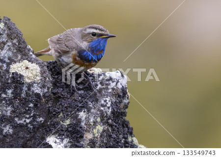Bluethroat perched on rocky surface in the lush landscapes of Norway during spring season Bluethroat perched on rocky surface in the lush landscapes of Norway during spring season 133549743